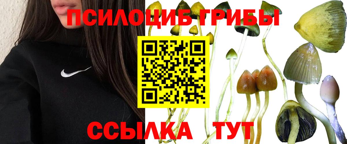 Галлюциногенные грибы Psilocybine cubensis Хасавюрт